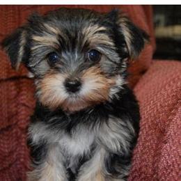 Morkie Puppies Available Late February in Orlando, fl