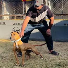 Looking for Game Pit Bull in Tampa, fl