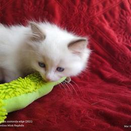 Ragdoll Kittens Available from Carolina Mink Ragdolls in Sumter, sc
