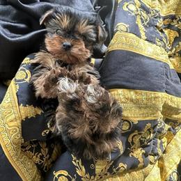 Tiny Yorkshire Terrier Puppies Ready for Christmas Eve in Raleigh, nc