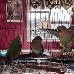 Peachface Green Babies for Adoption in Pacolet, sc