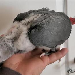 Baby African Grey Parrot for Sale in Fontana, ca