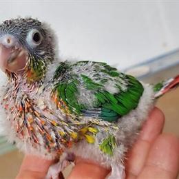 Green Cheek Conures for Sale in Fontana, ca