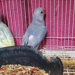 Indian Ringneck Parrot for Sale in Fontana, ca