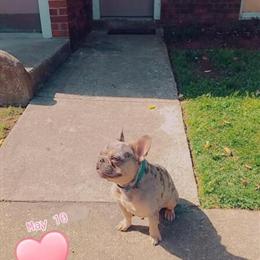 French Bulldog for Rehoming - 2 Years Old in Virginia Beach, va