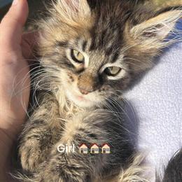 Gorgeous Maine Coon Female in Concord, nc