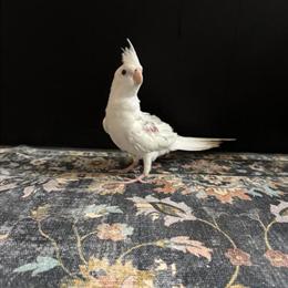 Female Albino Cockatiel Ready for a New Home in Paynesville, MN - $350 in Paynesville, mn
