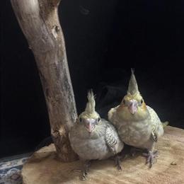 Baby cockatiels available in Paynesville, MN for $220 in Paynesville, mn