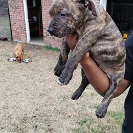 American Bully Puppies for Adoption in Lizella, ga