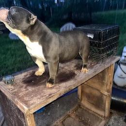 Micro Breeding Pair of Dogs for Sale in Charlotte, nc