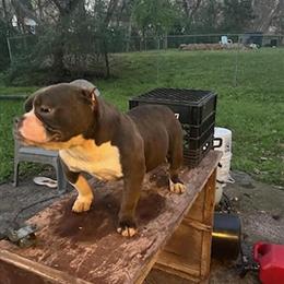 Micro Male Ready for New Home in Charlotte, nc