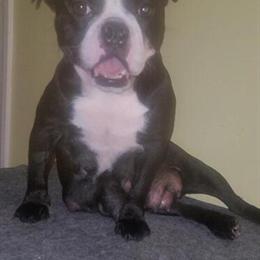 American Bully Female, 4 Years Old in Charlotte, nc
