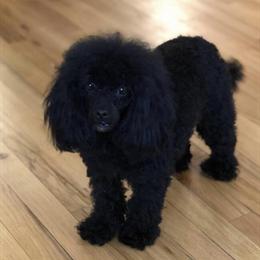 Toy Poodle Puppies Available Now in New York, ny