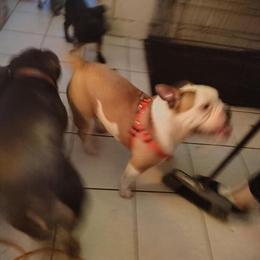 Bully for Adoption - Incredible Pedigree in Milwaukee, wi