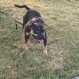 American Bully Male Needs New Home in Milwaukee, wi