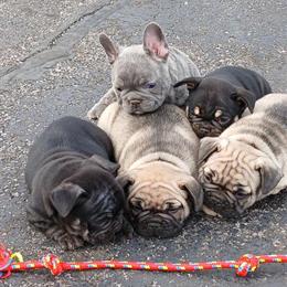 AKC French Bulldog Puppies Available in Cleveland, oh