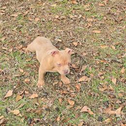 Pocket American Bully Pup Available in Goose Creek, sc