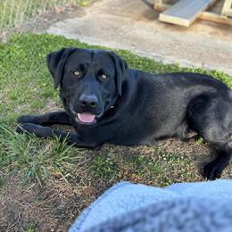 Stud AKC English Labrador Retriever Available in Lynchburg, va