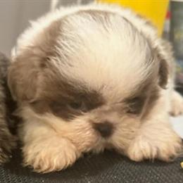 Shih Tzu puppies for sale, AKC registered in Maysville, ky