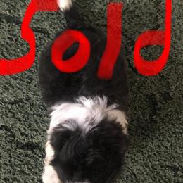 Shih Tzu puppies available for adoption in Maysville, ky