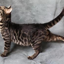 Bengal Charcoal Male Kitten Available for Adoption in Athens, oh