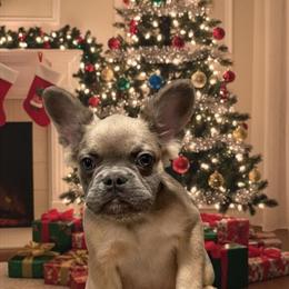Male French Bulldog Ready for Forever Home in Philadelphia, pa