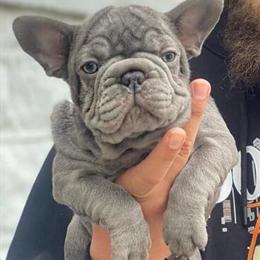 Compact Male French Bulldog with Rope - Intro Fee $1500 in Philadelphia, pa