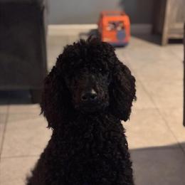 Standard Black Poodle for Stud in Kissimmee, fl