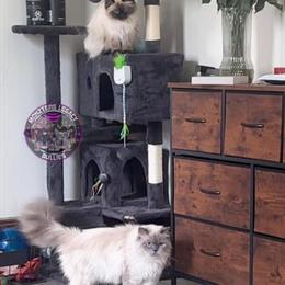 Himalayan Stud Available for Breeding Services in Minneapolis, mn