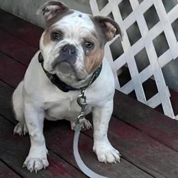 Exotic Female Bully Looking for a Forever Home in Cleveland, oh
