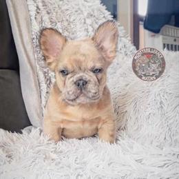 Fluffy French Bulldog Stud - Special Opening Fee in Minneapolis, mn