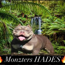 Lilac Tri Micro French Bulldog Stud Available in Minneapolis, mn