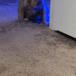 Micro Bully Pup - 2 Months Old in Charlotte, nc