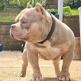 American Bully Stud Available - One Year Old in Lexington, nc