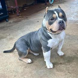 American Bully Stud Available for Breeding in Lexington, nc