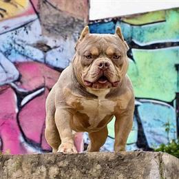 Runtz Stud Available - Macho Man X Fat Penny in Lexington, nc