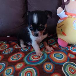 Male CKC Registered Puppy Ready for New Home in Millersburg, oh