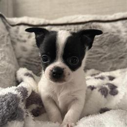Chihuahua Male Puppy Available in Abingdon, va