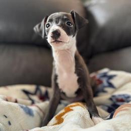 Italian Greyhound Male Puppy Available - Reduced Price in Abingdon, va