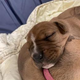 Bulldog Puppies for Sale - High Quality Breeding in Rockford, il