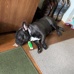 Micro Bully for Adoption in Roxboro, nc