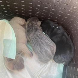 French Bulldog Dominoe Available for Stud in Raeford, nc