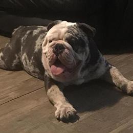 English Bulldog BeastBoy Available for Stud Services in Raeford, nc