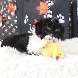 Aussiedoodle Puppy Ready for a Loving Home in Mount Vernon, oh