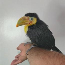Keel-billed Toucan Babies Available in Waxhaw, nc