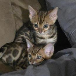 Bengal Kittens from Imported Parents Ready for New Homes in Salisbury, nc