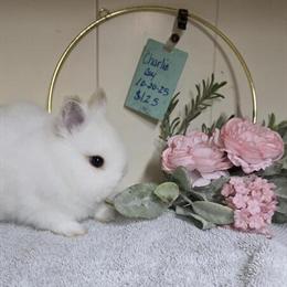 Netherland Dwarf Bunnies Available from Top Breeder in Salisbury, nc