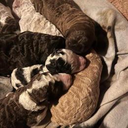 Standard Poodle Puppies Available for Valentine's Day in Putnam, ct