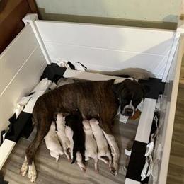 Purebred Boxer Puppies Available - White and Brindle in Putnam, ct