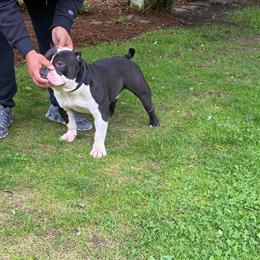 Stud Dog Available for Breeding in Springfield, ma